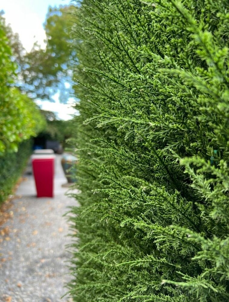 Luxury outdoor artificial Conifer mat  x77 tips for wall covering UV protected