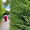 Luxury outdoor artificial Conifer mat x77 tips for wall covering UV protected Luxury outdoor artificial Conifer mat x77 tips for wall covering UV protected