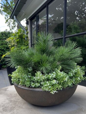 Kunst struik Pinus 45 cm UV voor Buiten Kunst struik Pinus 45 cm UV voor Buiten