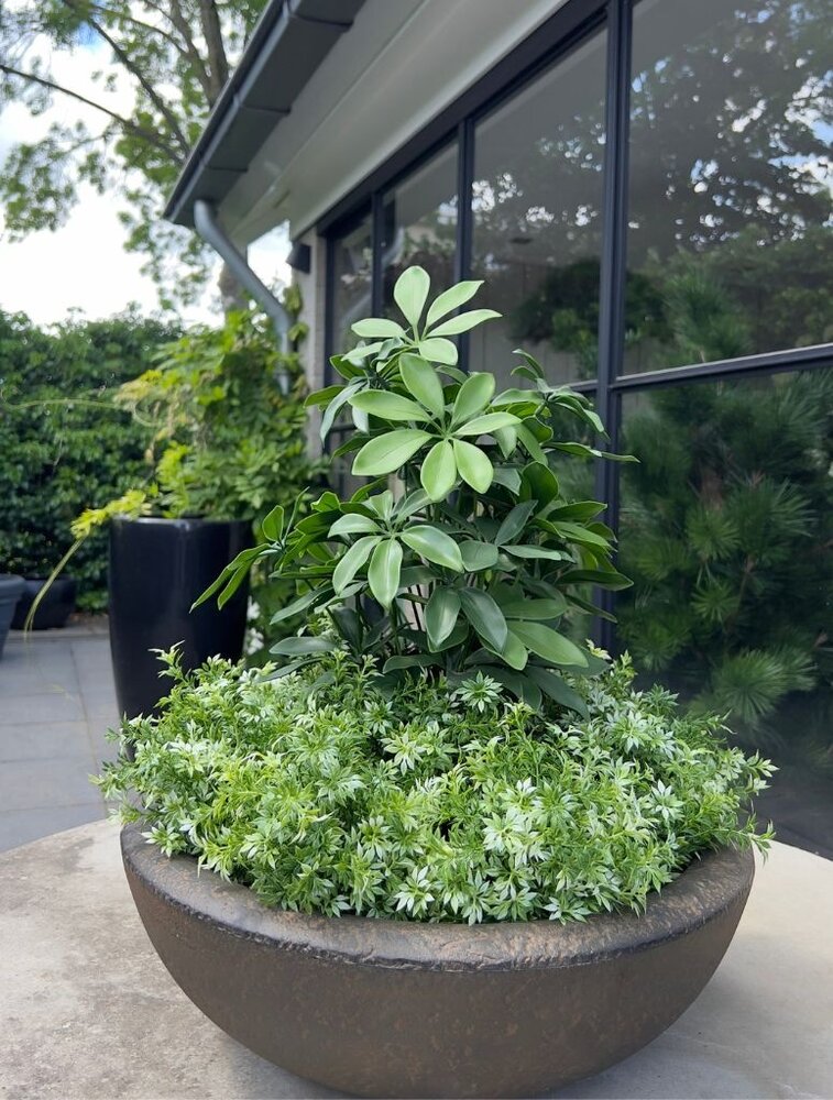 Artificial outdoor Schefflera plant 50 cm with UV protection Artificial outdoor Schefflera plant 50 cm with UV protection