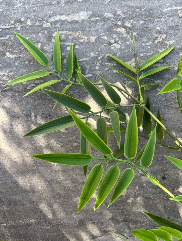 Artificial outdoor Bamboo branch 65 cm UV protected