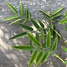 Artificial outdoor Bamboo branch 65 cm UV protected Artificial outdoor Bamboo branch 65 cm UV protected