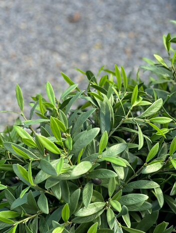 Outdoor Artificial Olive tree 50cm UV