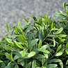 Outdoor Artificial Olive tree 50cm UV Outdoor Artificial Olive tree 50cm UV