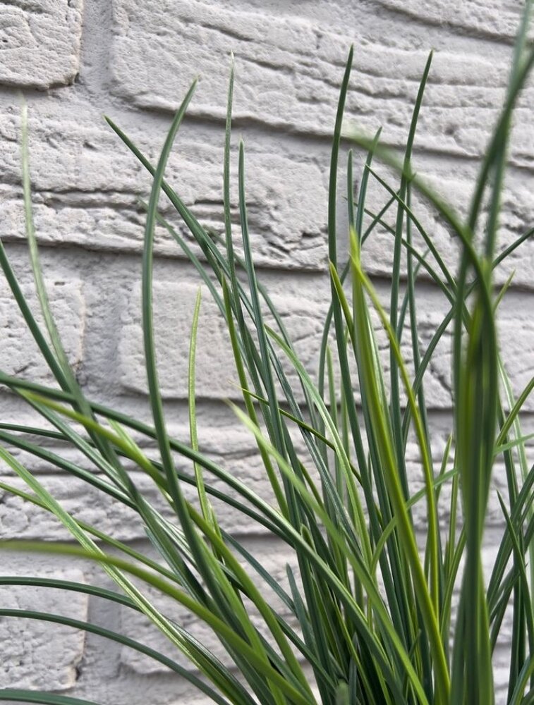 Kunststof grasplant boeket 40cm UV Kunststof grasplant boeket 40cm UV