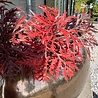 Buiten Ming Aralia burgundy tak 50cm UV Buiten Ming Aralia burgundy tak 50cm UV
