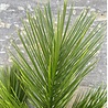 UV protected artificial Pine branch 65 cm for outside UV protected artificial Pine branch 65 cm for outside