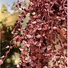 Outdoor artificial hanging plant Callisia burgundy 70 cm anti-uv Outdoor artificial hanging plant Callisia burgundy 70 cm anti-uv