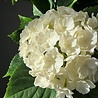 Buiten Kunst Hortensia wit 65cm UV-bestendig Buiten Kunst Hortensia wit 65cm UV-bestendig