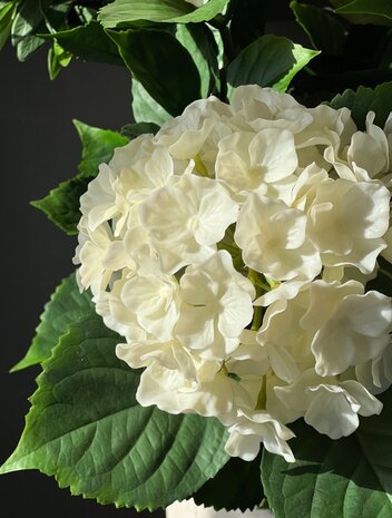 Artificial Hydrangea in white 80cm with UV protection Artificial Hydrangea in white 80cm with UV protection