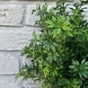 Artificial Eucalyptus bush 30 cm UV for outdoors Artificial Eucalyptus bush 30 cm UV for outdoors