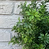 Kunststruikje Eucalyptus 30 cm UV voor buiten Kunststruikje Eucalyptus 30 cm UV voor buiten