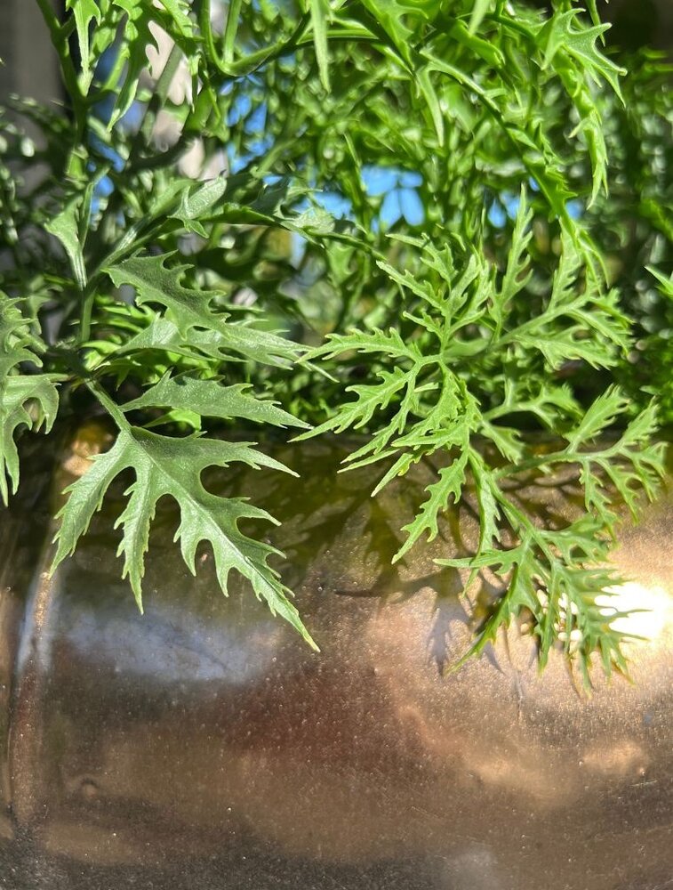 Outdoor Artificial Ming Aralia Green plant 90 cm uv-protected  in pot Outdoor Artificial Ming Aralia Green plant 90 cm uv-protected  in pot