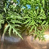 Buiten kunstplant Ming Aralia groen 90 cm in pot met premium uv-protectie Buiten kunstplant Ming Aralia groen 90 cm in pot met premium uv-protectie