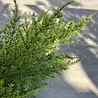 Outdoor artificial Conifer branch 45 cm with UV protection Outdoor artificial Conifer branch 45 cm with UV protection
