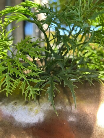 Kunststof Ming Aralia tak 50 cm UV Kunststof Ming Aralia tak 50 cm UV