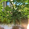 Outdoor Artificial Ming Aralia branch 50 cm UV Outdoor Artificial Ming Aralia branch 50 cm UV