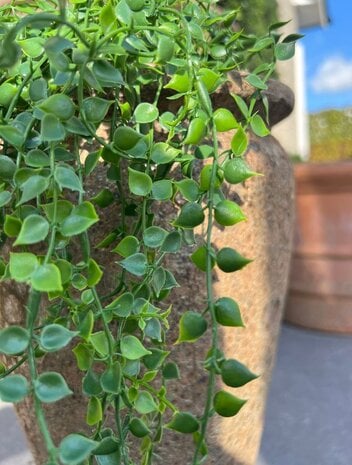 Outdoor artificial Callisia hanging plant 70 cm UV protected Outdoor artificial Callisia hanging plant 70 cm UV protected