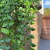 Callisia Repens kunsthangplant 70 cm uv Callisia Repens kunsthangplant 70 cm uv