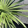 Raphis kunstpalm boeket 60 cm UV Raphis kunstpalm boeket 60 cm UV