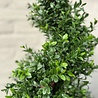 Kunst buxus draaivorm 100 cm uv Kunst buxus draaivorm 100 cm uv