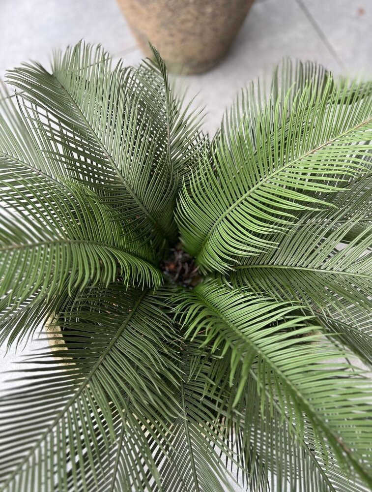 Kunst Palm Cycas 60 cm UV voor Balkon en Tuin