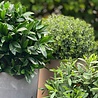 Artificial outdoor Laurel ball 55 cm UV Artificial outdoor Laurel ball 55 cm UV