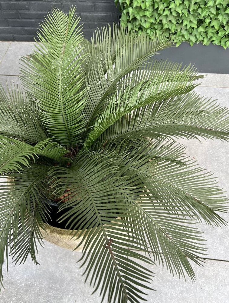 Artificial outdoor Cycas Palm 60 cm UV protected Artificial outdoor Cycas Palm 60 cm UV protected