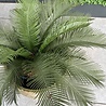 Artificial outdoor Cycas Palm 60 cm UV protected Artificial outdoor Cycas Palm 60 cm UV protected