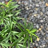 Buiten Podocarpus kunstboeket 40 cm Buiten Podocarpus kunstboeket 40 cm