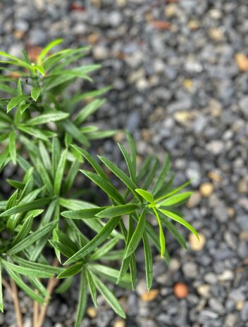 Buiten Podocarpus kunstboeket 50 cm UV Buiten Podocarpus kunstboeket 50 cm UV