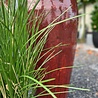Artificial Ornamental Grass Plant 80cm UV in Pot Artificial Ornamental Grass Plant 80cm UV in Pot