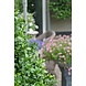 Artificial outdoor Deluxe Boxwood Ball 60 cm UV protected Artificial outdoor Deluxe Boxwood Ball 60 cm UV protected