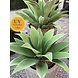 Grote Kunststof Agave 70cm UV Grote Kunststof Agave 70cm UV