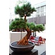 Artificial outdoor Bonsai Pinus tree 80 cm with 5 levels UV protected Artificial outdoor Bonsai Pinus tree 80 cm with 5 levels UV protected