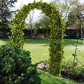 Pro Garden Rose arch