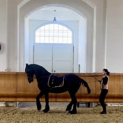 6.-18.08.2024 Festschloss Schlosshof / Österreich HB-SEMINAR  "Reiten im klassischen Viereck"