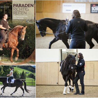 5.-7.05.2024 Raum Niederösterreich Kurs Klassische Dressur  in Tottendorf im Reitstall Höfinger "Geritten & am Boden an feiner Hand geführt"