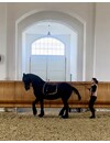 Zuschauerticket 6.-18.08.2024 Festschloss Schlosshof / Österreich HB-SEMINAR "Reiten im klassischen Viereck"