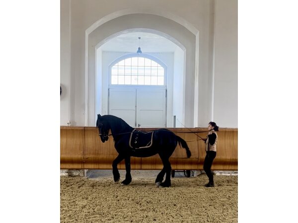 Zuschauerticket 6.-18.08.2024 Festschloss Schlosshof / Österreich HB-SEMINAR "Reiten im klassischen Viereck"