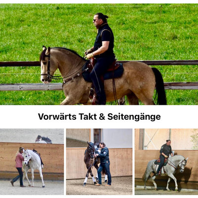24. - 26.05.2025 Münsterland WORKSHOP REMONTE "Einstieg in die Sattelarbeit" geleitet & moderiert Horst Becker im Reitzentrum Reken