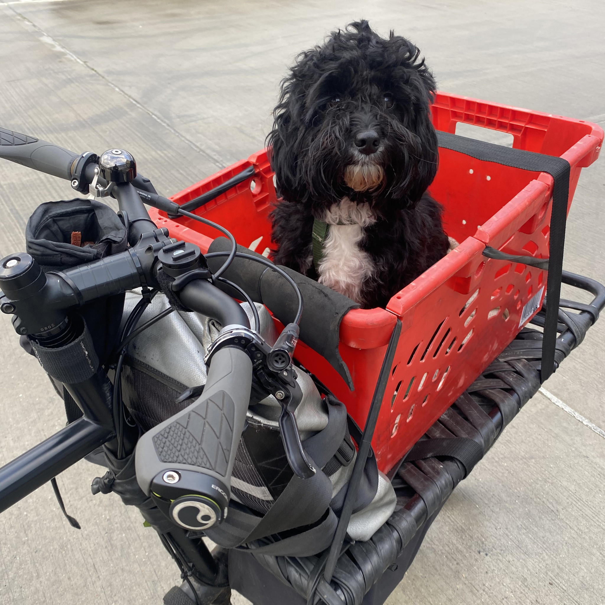 Dog box shop for bike