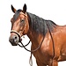 Western Rawhide Breaking Hackamore headstall and reins