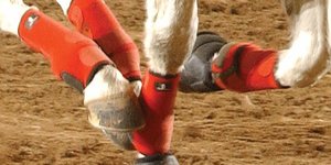 Horseboarding met de Legacy peesbeschermers van Classic Equine