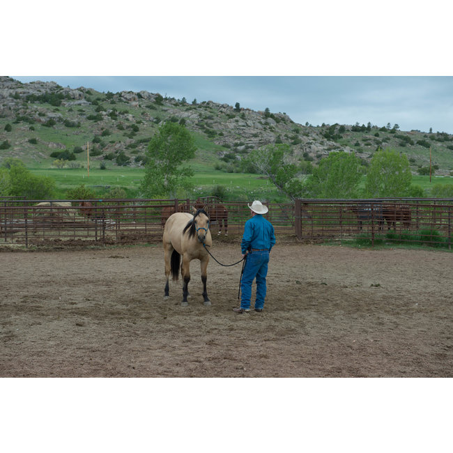 Silvertip Silvertip Four Knot Rope Halter