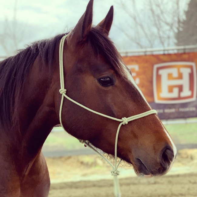 Bamboo Rope halter with lead