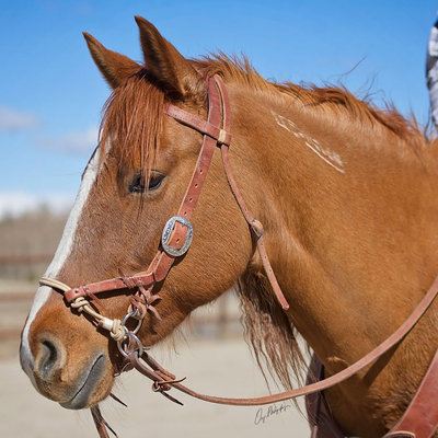 Western hoofdstel | EURO-HORSE - EURO-HORSE western riding supplies
