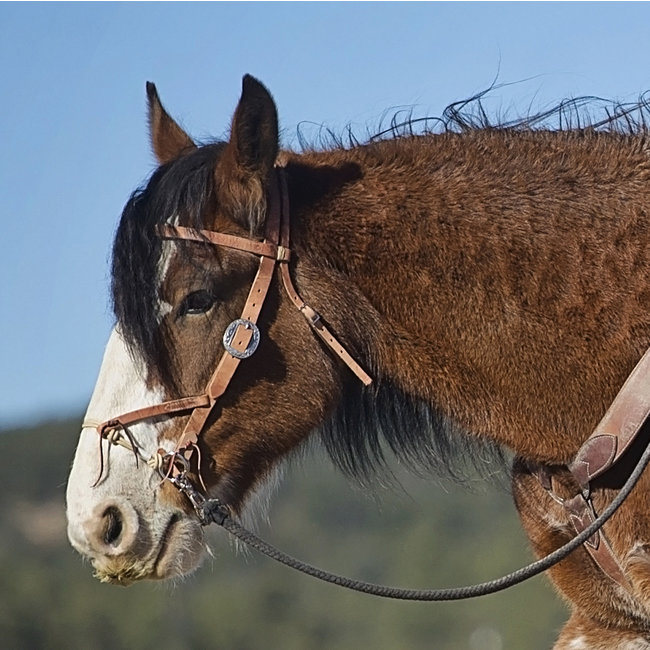 Justin Dunn Bitless Bridle