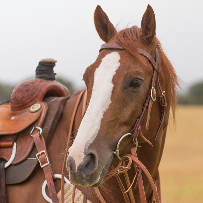 Classic Equine Tool Box Bit 4'' O Ring Snaffle