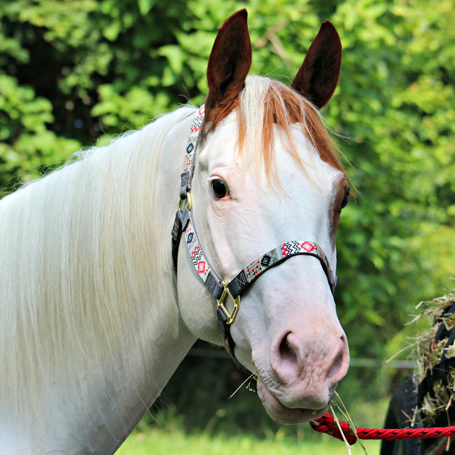 Weaver Leather Halter Patterned